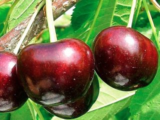 Cherry Summit