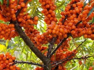 Smiltsērkšķis: derīgās īpašības un kontrindikācijas