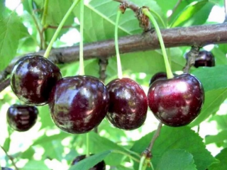 Vyšninė prancūziškai juoda