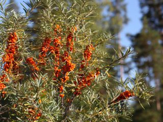 Smiltsērkšķu stādīšana un kopšana