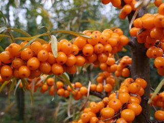 Chuiskaya ทะเล buckthorn