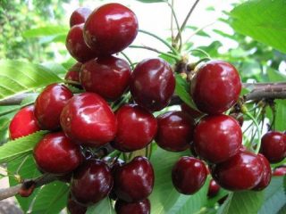 Ķirsis Syubarovskaya