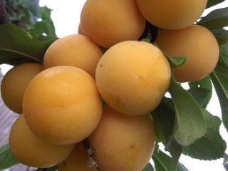 Vyšnių slyva (slyva) Carskaya