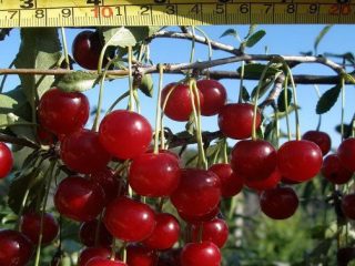 Cherry Maximovskaya