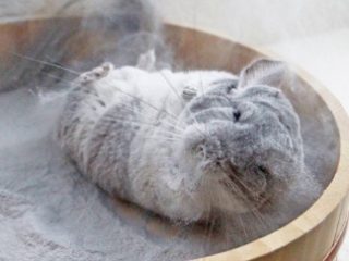 Hva er chinchilla syk med?