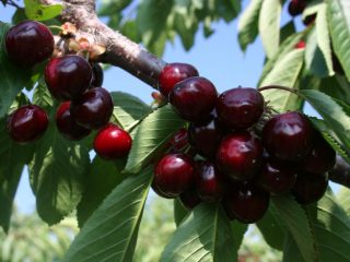 Cherry Revna: ketinggian pokok, ketahanan fros