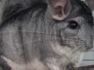 Hvor ofte å bade en chinchilla