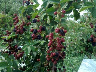 Blackberry Chief Joseph