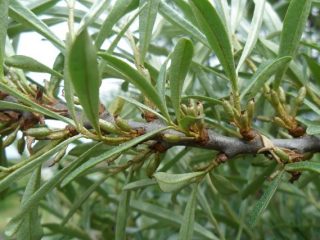 Smiltsērkšķu lapas