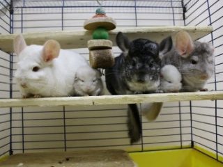 Chinchilla kotona: jalostus, ylläpito ja hoito, arvostelut