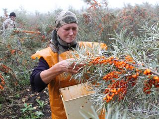 Smiltsērkšķu novākšana: ierīces, video