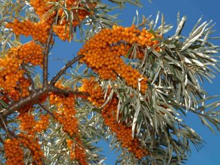 Atzarošana smiltsērkšķu pavasarī