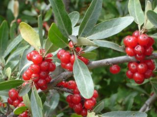 Shepherdia Silver