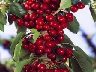 Kolonnu ķirsis: stādīšana un kopšana, video