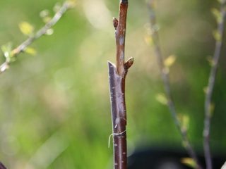 Kirsebærtransplantasjon: sommer, vår