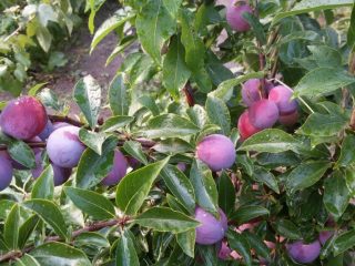 Plūmju mandžūrijas skaistums