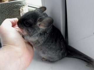 Hvorfor biter chinchillaen