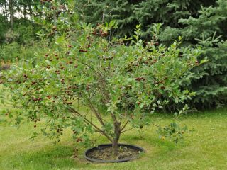 Ķiršu audzēšana Sibīrijā un Urālos