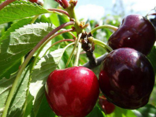 Saldā ķiršu buļļa sirds