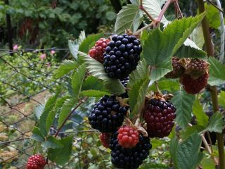 Blackberry Triple Crown
