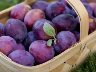 Plūmju Annas paklājs