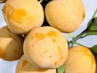 Plūmju baltais medus