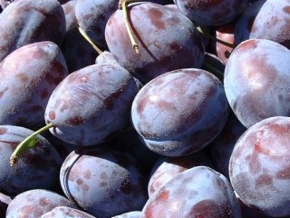 Plūmju ungāru valoda