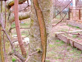 Kāpēc plūmes saplaisā