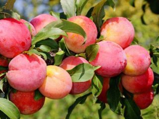 Plūmju karaliene Viktorija