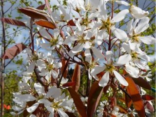 Plum Zarechnaya agri: šķirnes apraksts, fotogrāfijas, atsauksmes