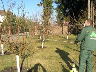 Kā pavasarī apstrādāt plūmes