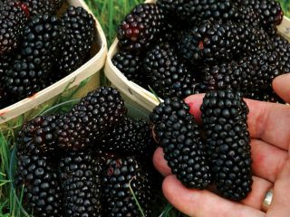Blackberry Karaka Black