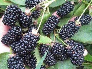 Blackberry Brzezina
