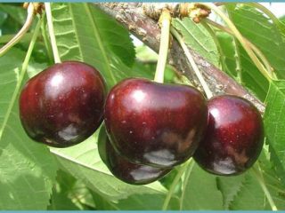 Cherry Regina