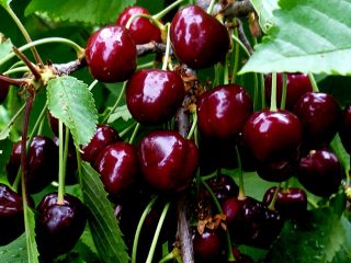 เชอร์รี่หวานในภูมิภาคมอสโก - พันธุ์ที่ดีที่สุด