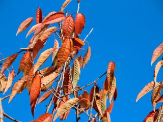 Gatavošanās ziemai un rūpes par ķiršiem rudenī