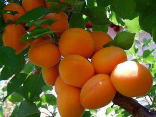 Geriausios abrikosų veislės