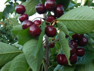 Kisah Fairy Cherry