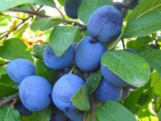 Plūmju zilais putns