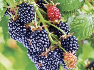 Blackberry Chester