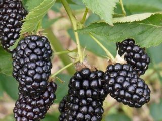 Bintang Blackberry Columbia
