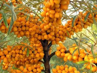 Smiltsērkšķu smiltsērks