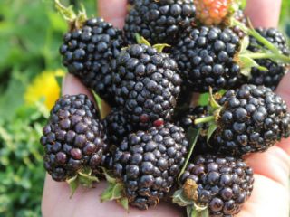 Blackberry Black Magic