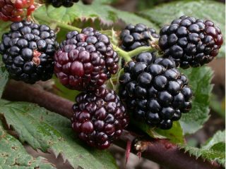 Blackberry Thornfree Thornfree