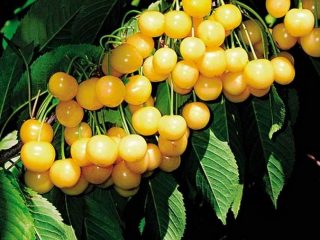 Cherry Rossoshanskaya Emas