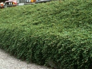 Dammerin cotoneaster