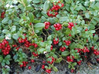 Apakah perbezaan antara cranberry dan lingonberry