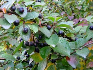 Musta cotoneaster