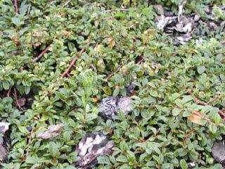 Vaakasuora cotoneaster maisemasuunnittelussa