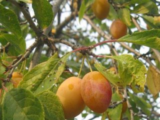 Dzeltenu plūmju šķirnes ar fotogrāfiju